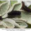 melitaea arduinna3 larva4c